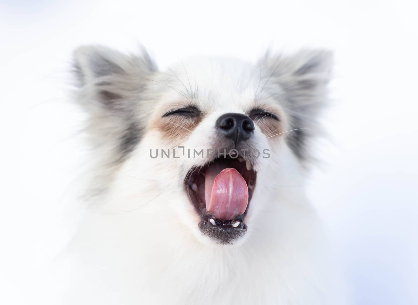 Closeup face of cute puppy pomeranian yawning with white backgro by pt.pongsak@gmail.com