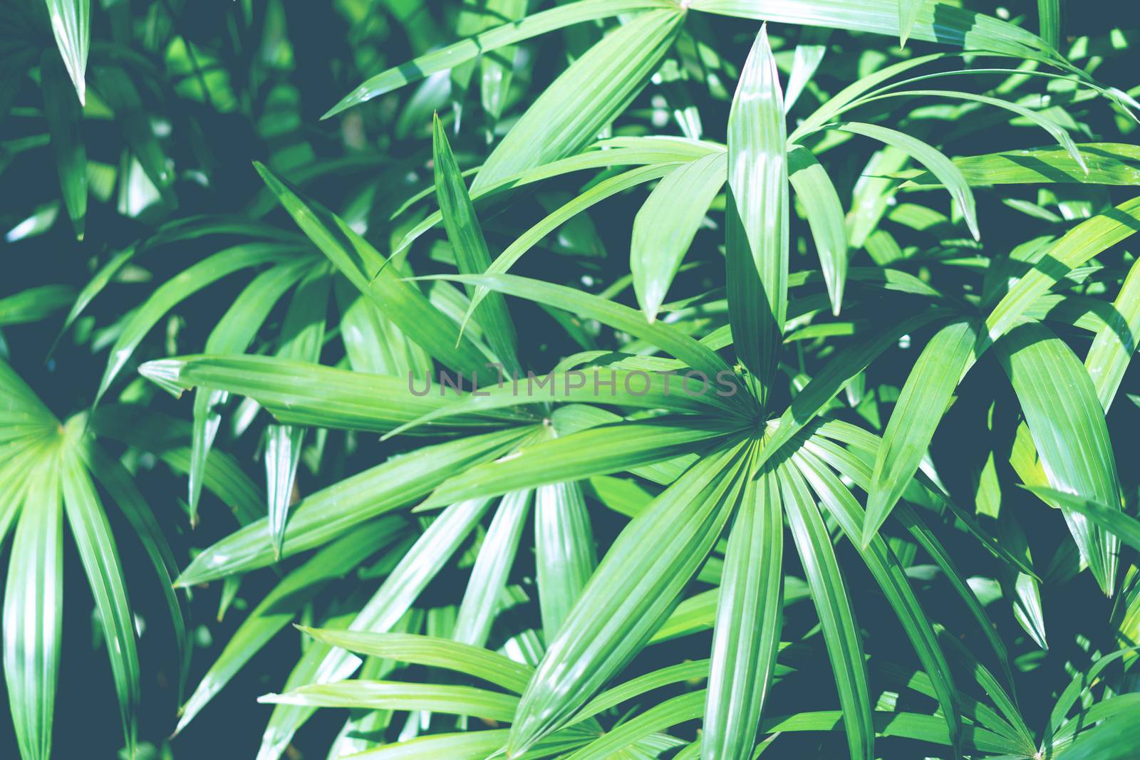 Closeup tropical palm leaf background texture, vintage color tone