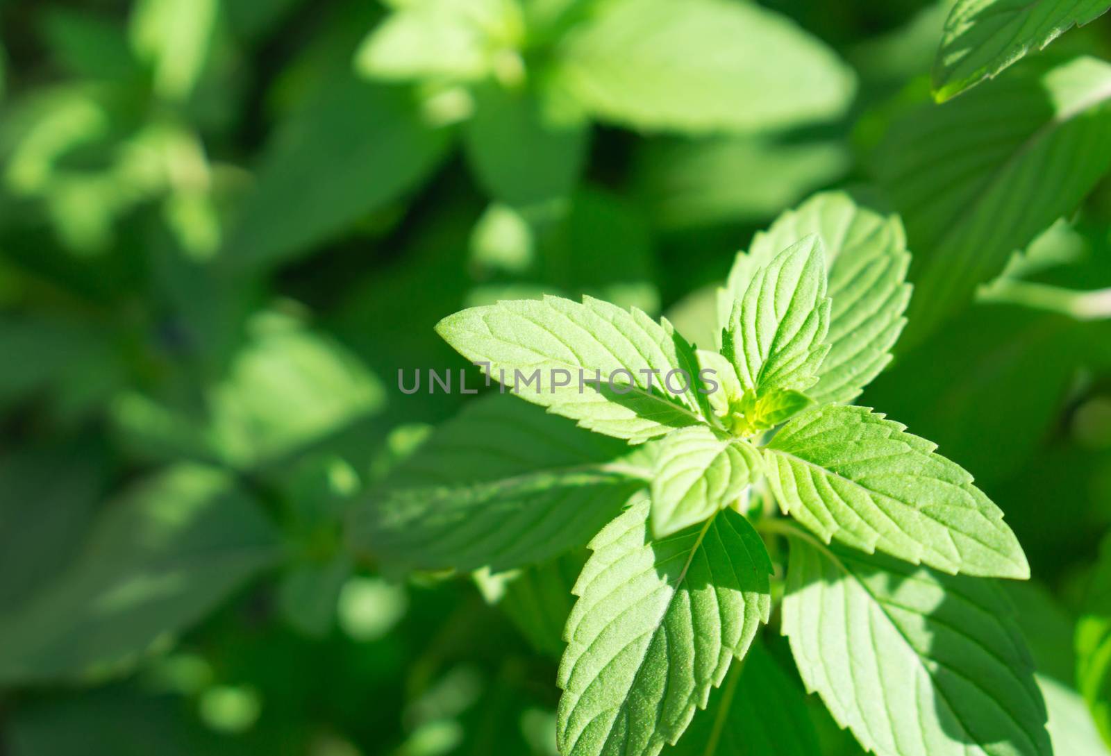 Closeup fresh mint with sun light, herb and medical concept, selective focus