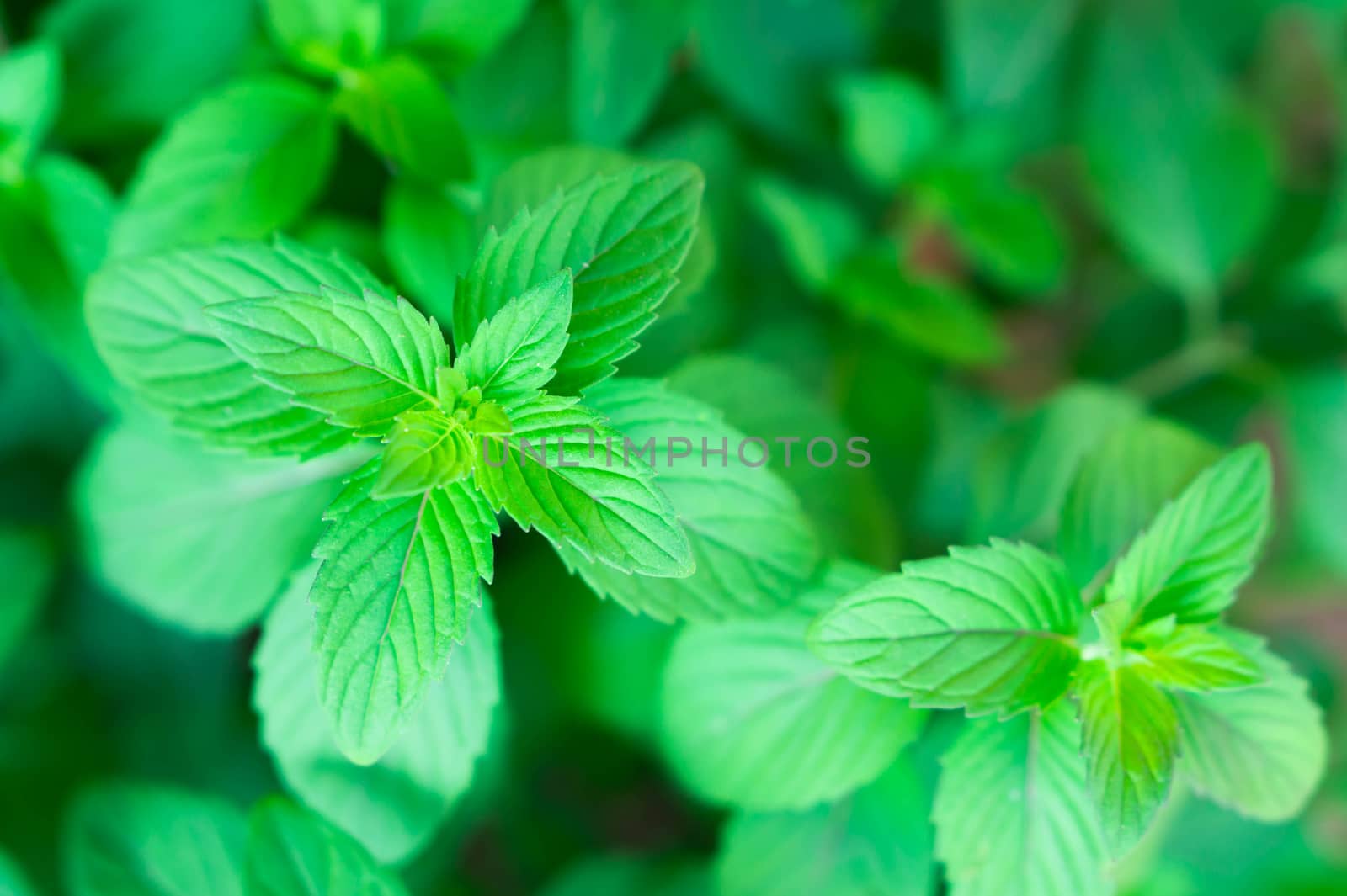 Closeup fresh pepper mint in pot, herb and health care concept, selective focus