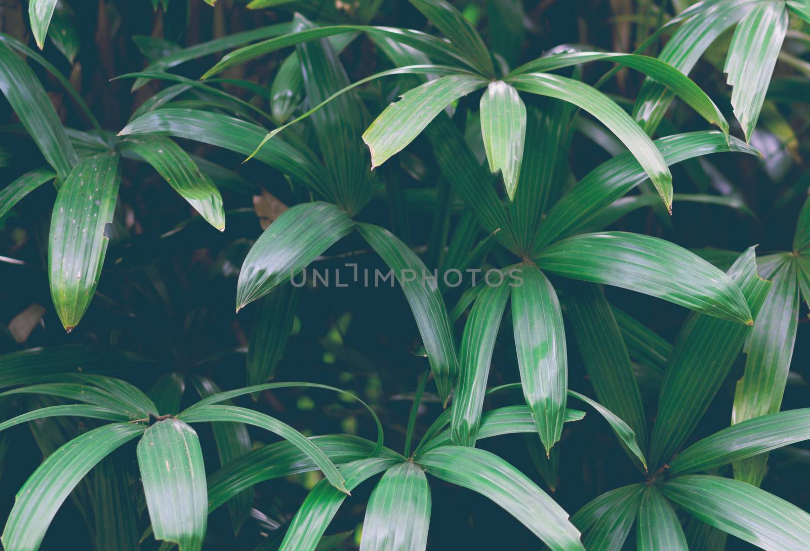 Closeup tropical palm leaf background texture, vintage color tone