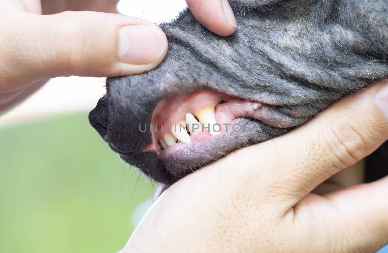 Closeup teeth of dog with tartar, pet health care concept, selective focus