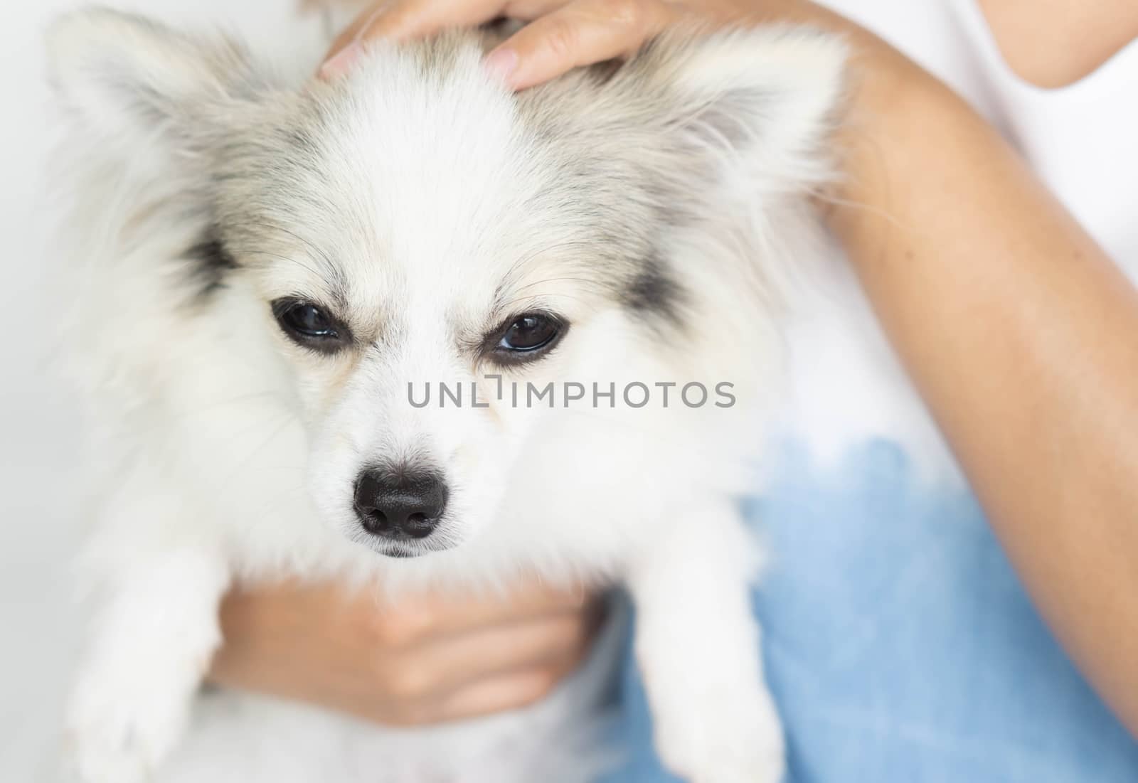 Closeup cute pomeranian dog in woman hand holding