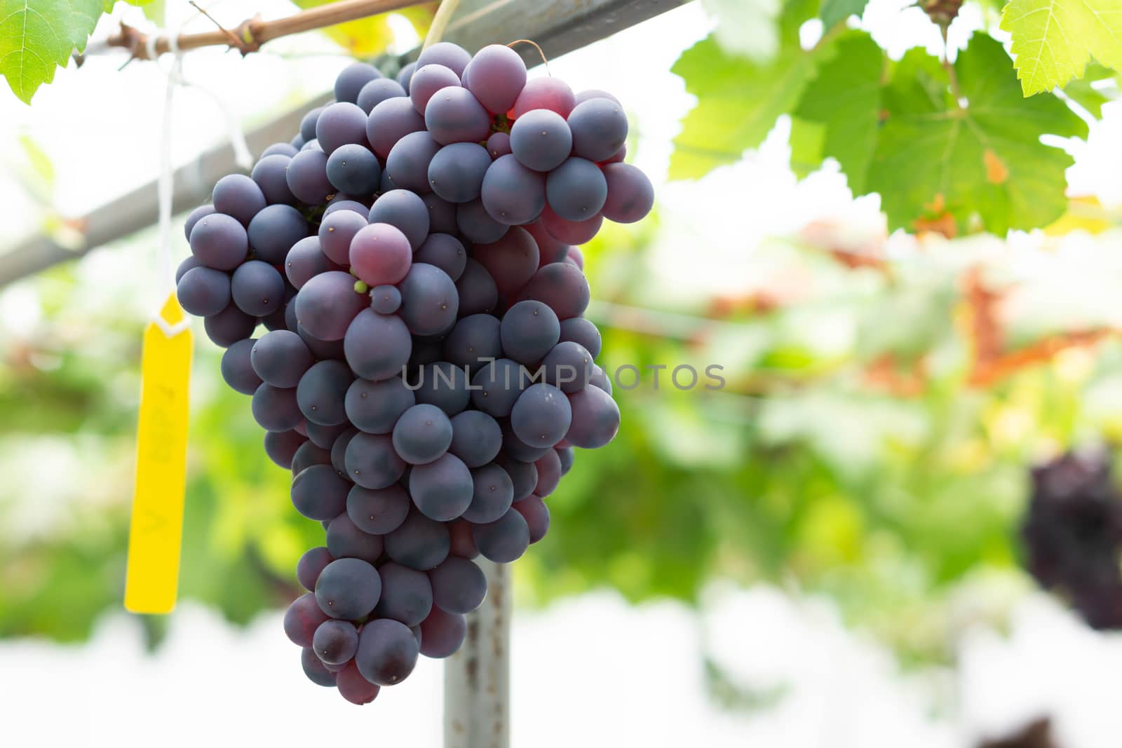 Closeup red wine grapes braches in vineyard with over light, selective focus