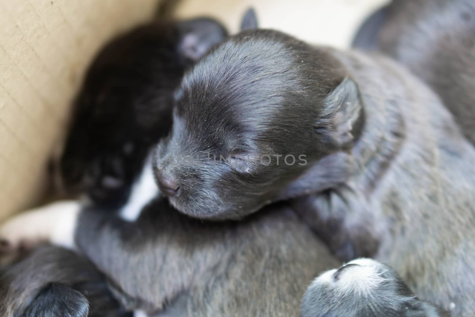 Closeup top view cute new born puppy dog black color sleeping, pet health care concept, selective focus