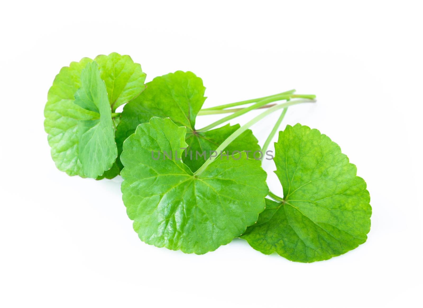 Closeup leaf of Gotu kola, Asiatic pennywort, Indian pennywort on white background, herb and medical concept