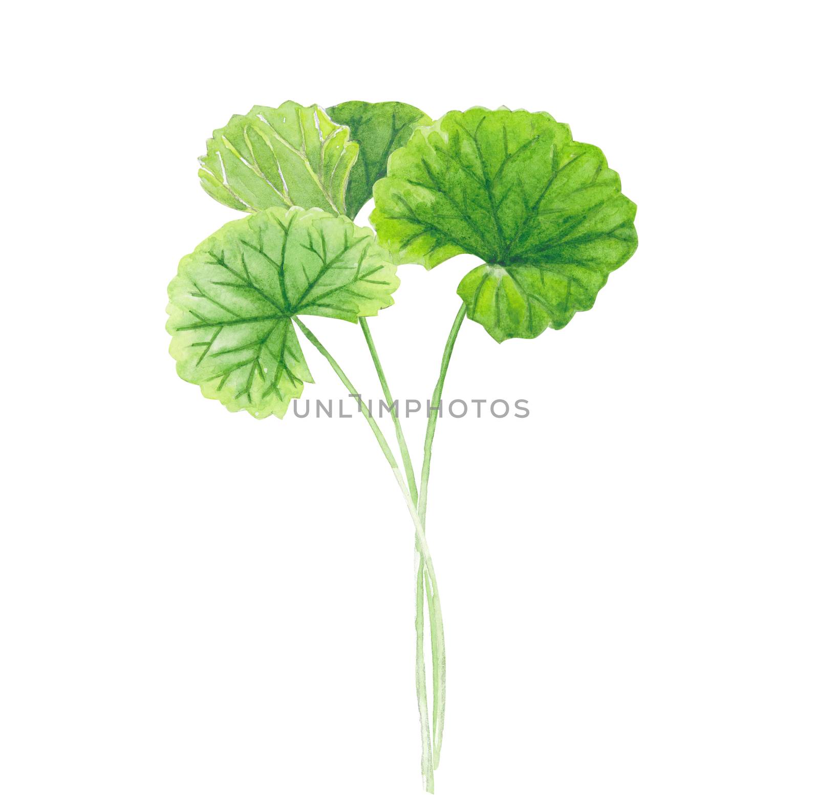 Set of gotu kola leaf watercolor illustration on white background, health care and medical concept