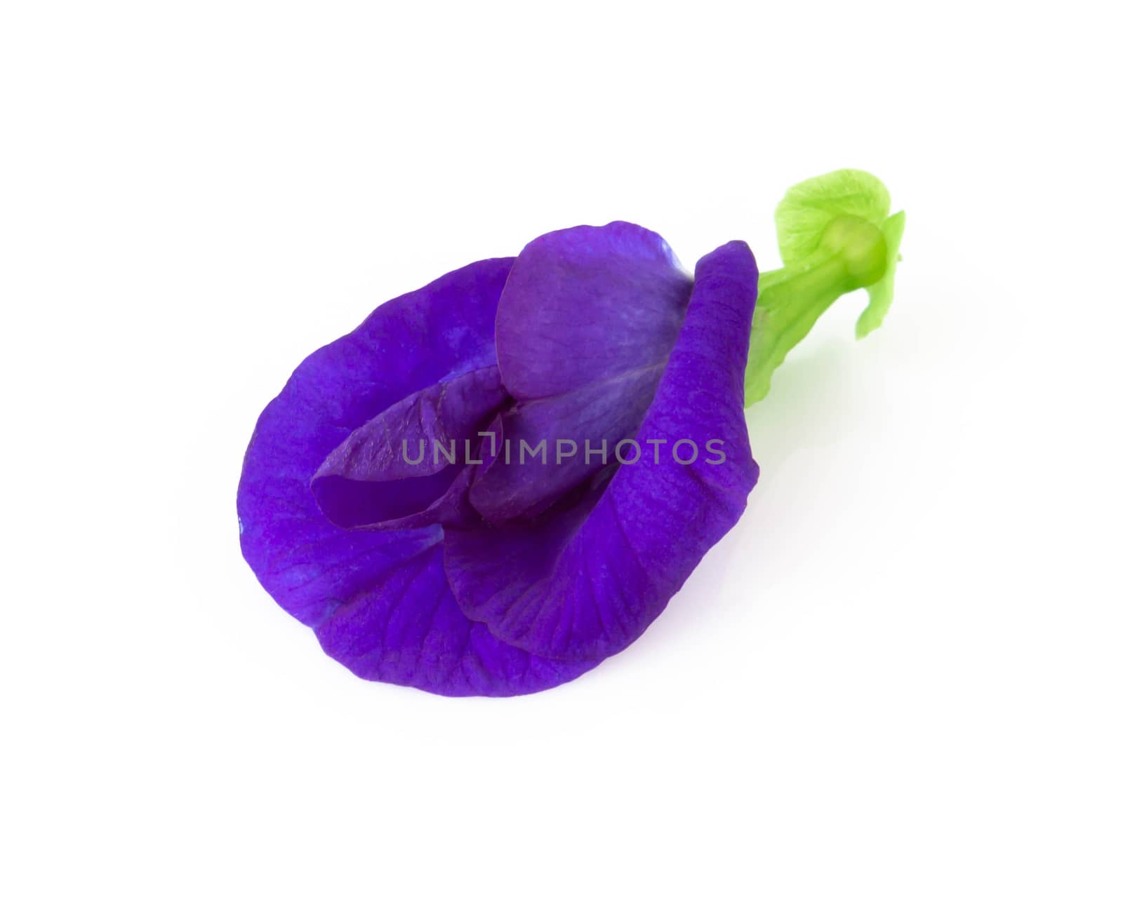 Butterfly pea flower on white background, herb and medical concept