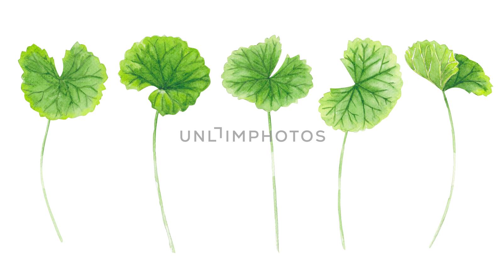 Set of gotu kola leaf watercolor illustration on white backgroun by pt.pongsak@gmail.com