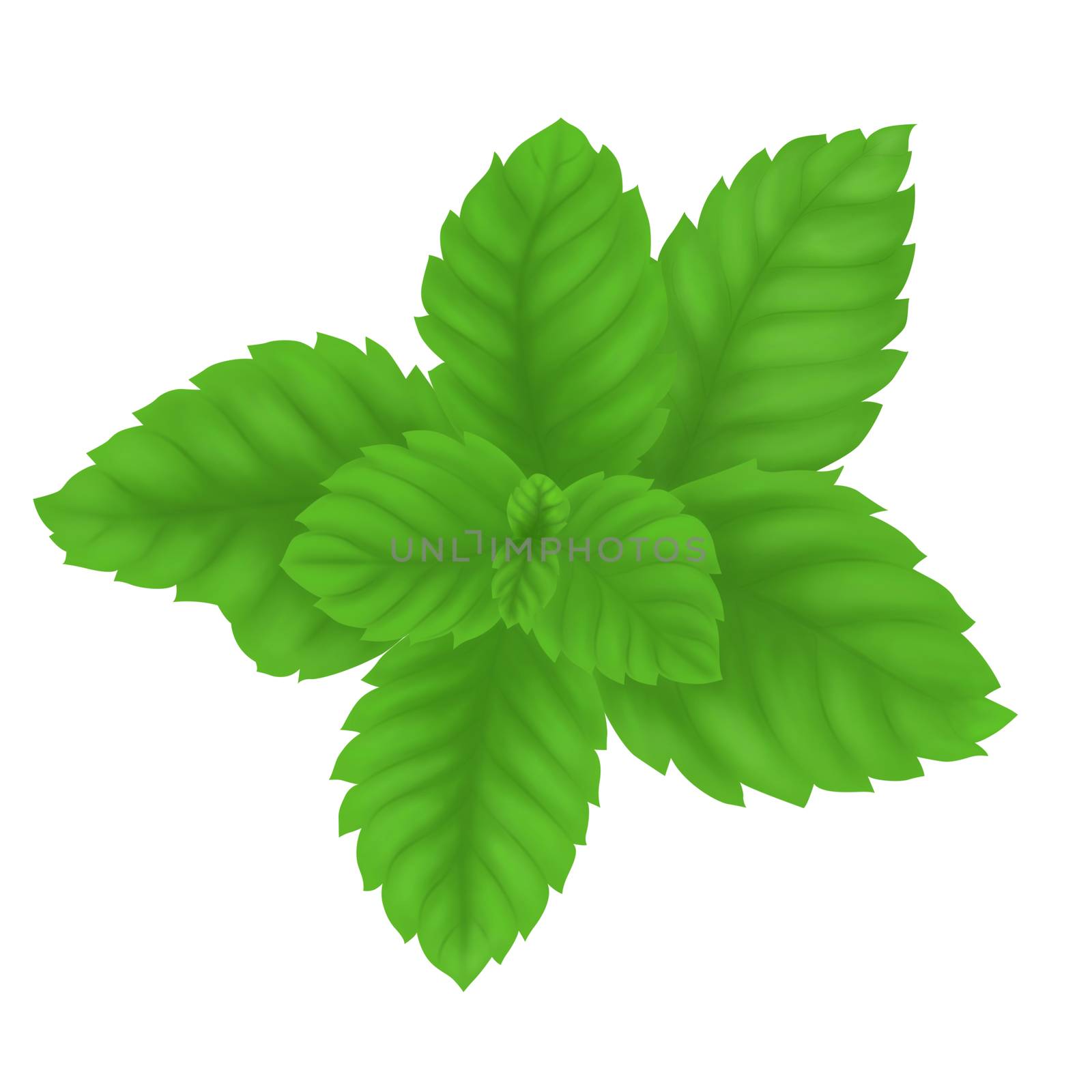Digital painting pepper mint leaves isolated on white background by pt.pongsak@gmail.com