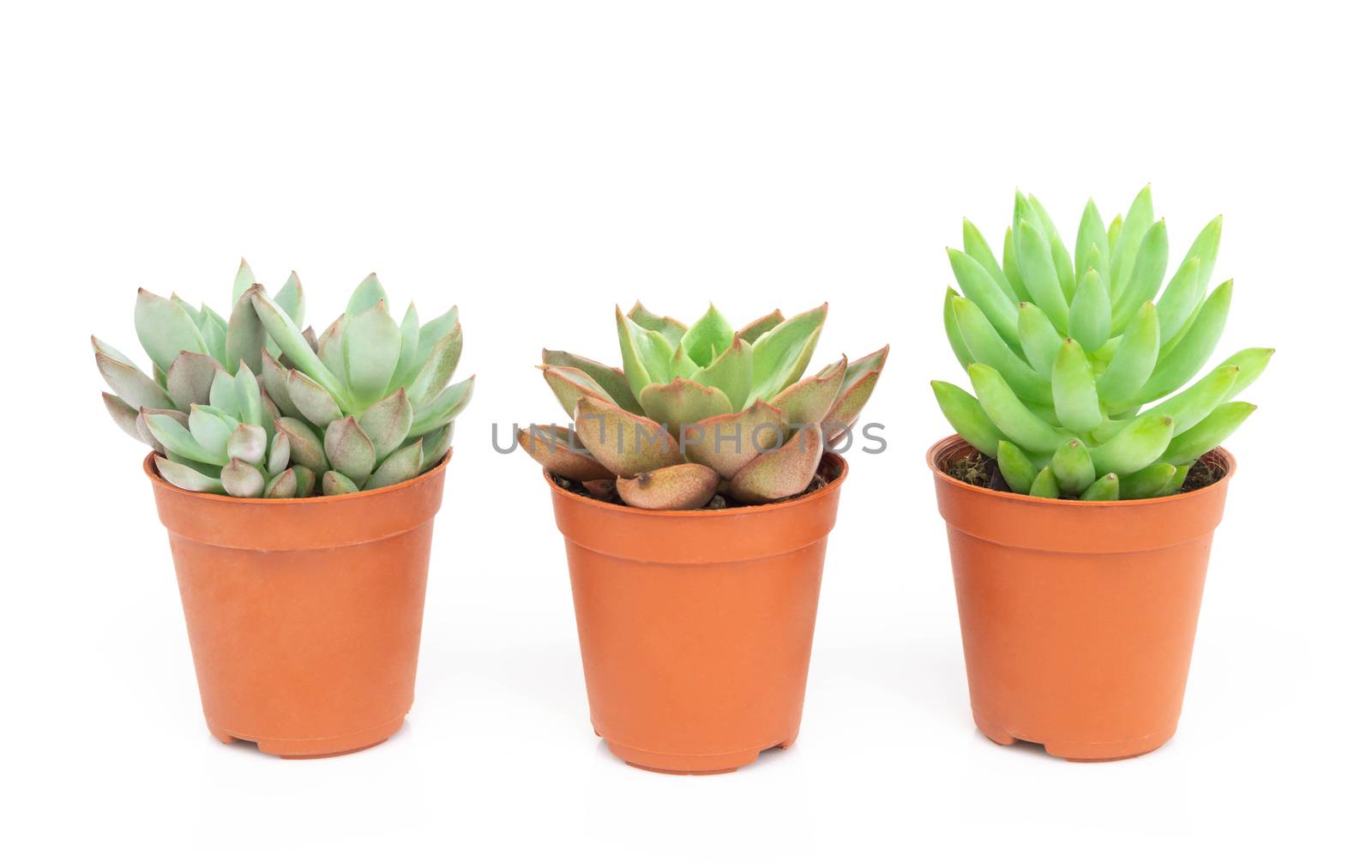 Green succulent cactus in pot isolate on white background, decor by pt.pongsak@gmail.com