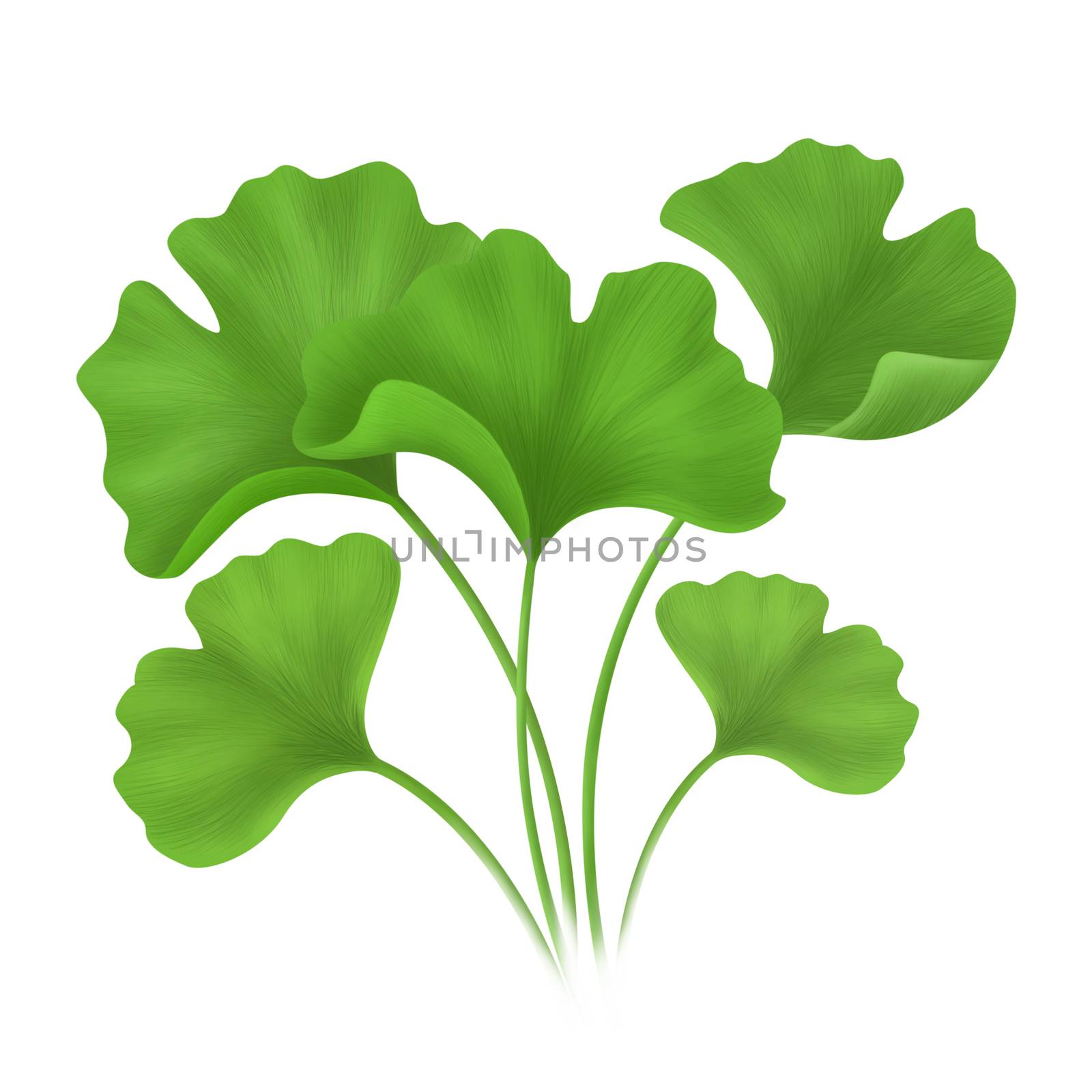 Digital illustration ginkgo biloba leaves isolated on white background, herb and medical concept