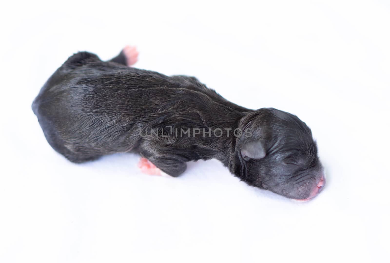 Closeup cute new born puppy black color on white cloth, pet health care concept