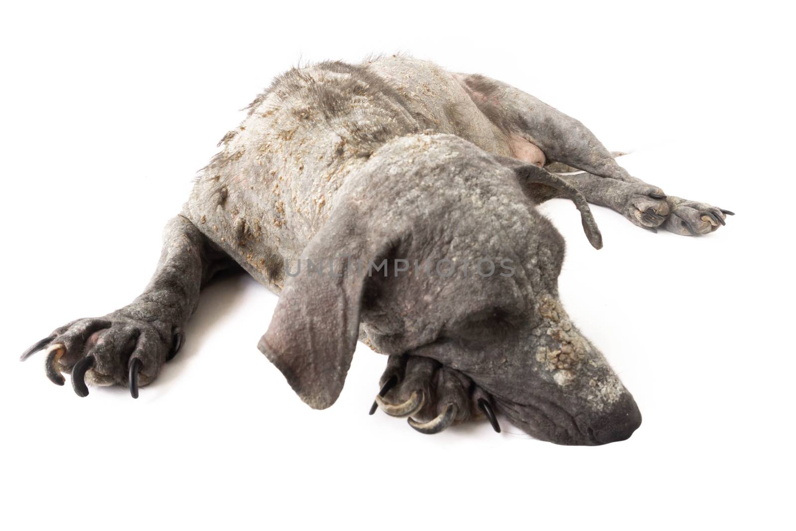 Closeup dog sick leprosy skin problem with white background, sel by pt.pongsak@gmail.com