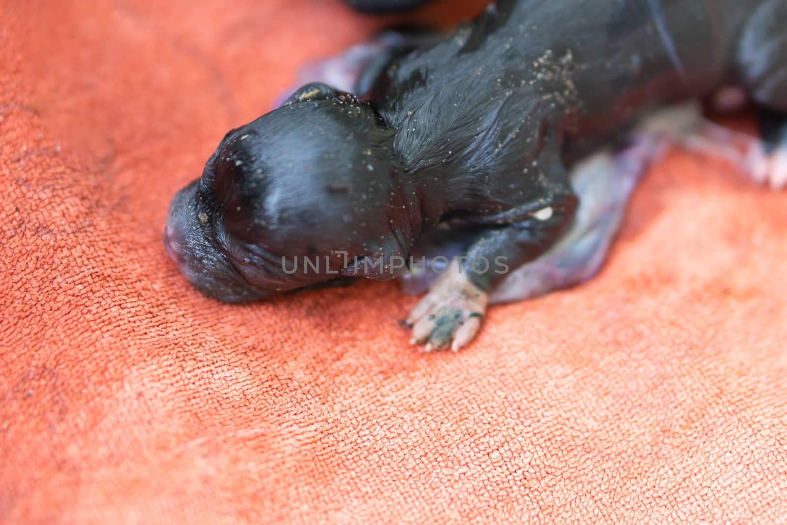 Closeup new born puppy black color with placenta on orange cloth, pet health care concept, selective focus