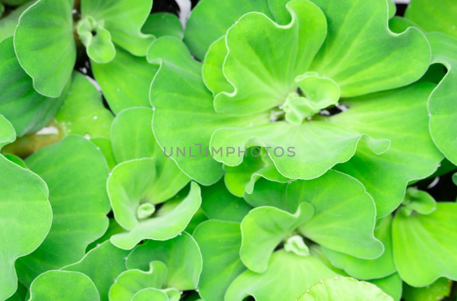 Closeup green duckweed natural background texture, selective focus
