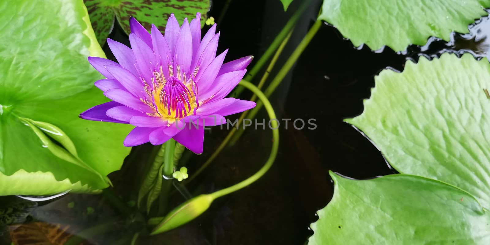 purple lotus in pond by Khankeawsanan