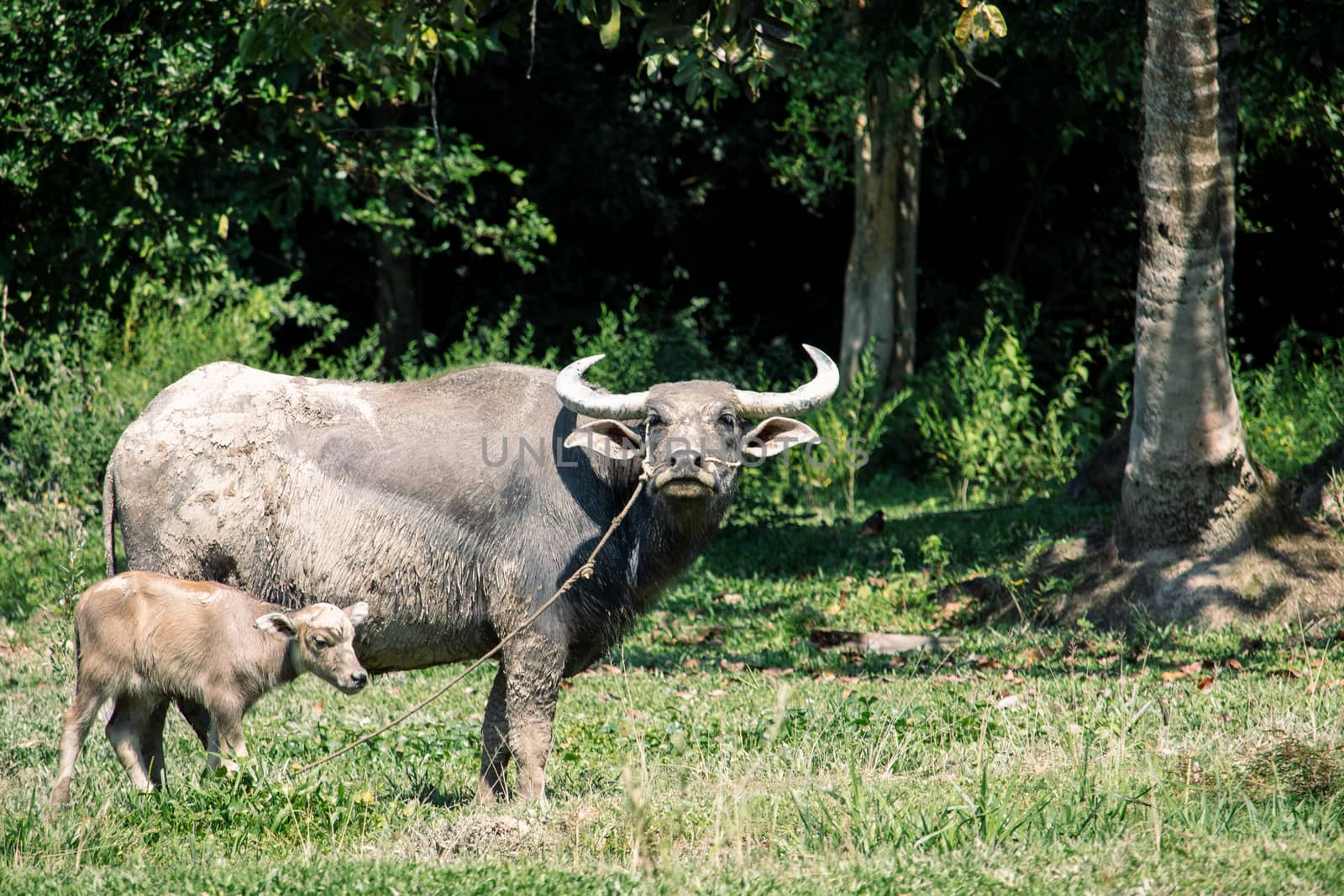 Thai water buffalo in the field by Khankeawsanan