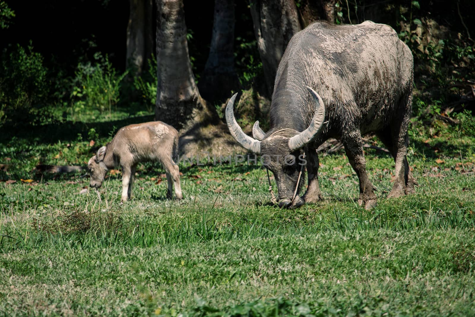 Thai water buffalo in the field by Khankeawsanan