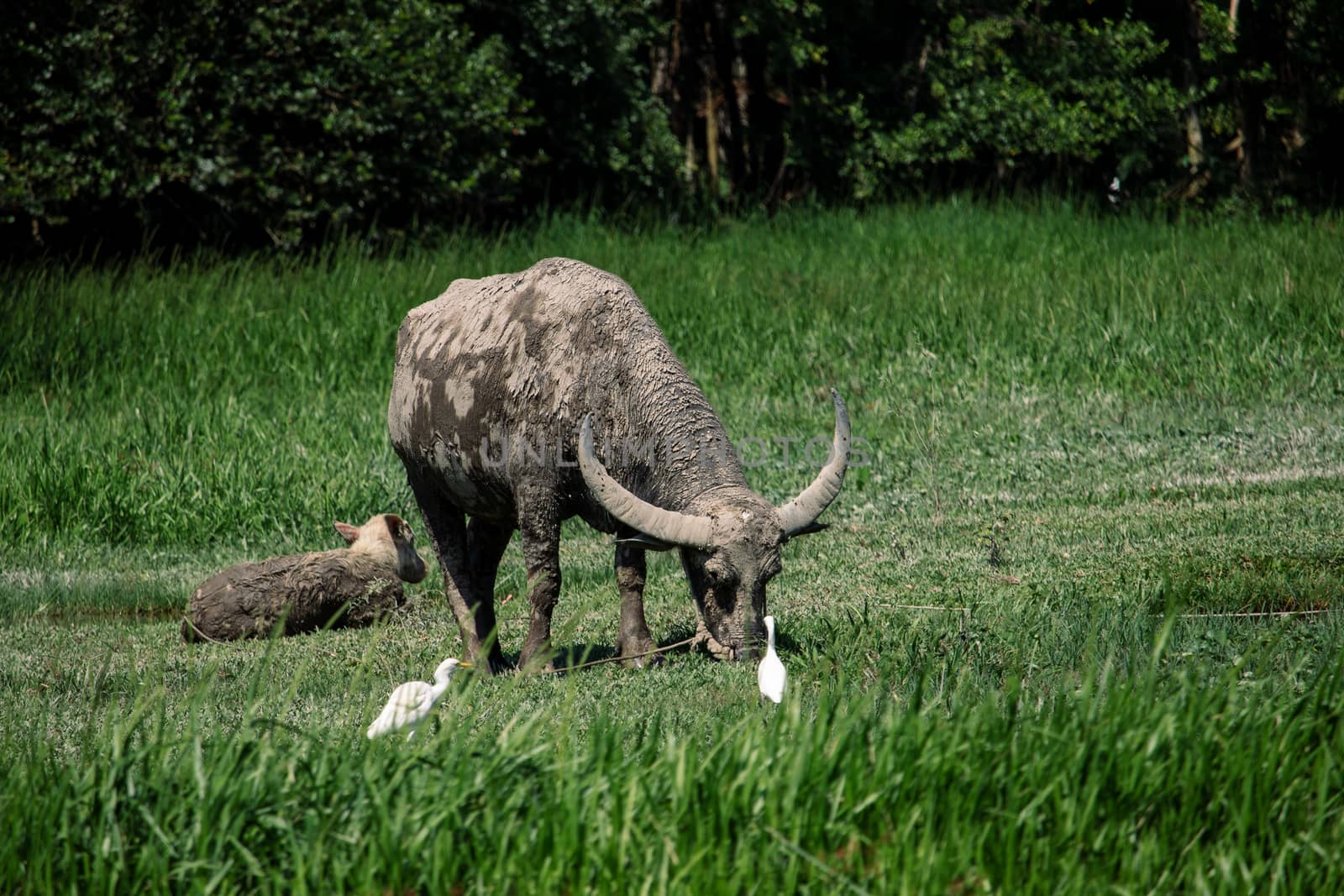 Thai water buffalo in the field by Khankeawsanan