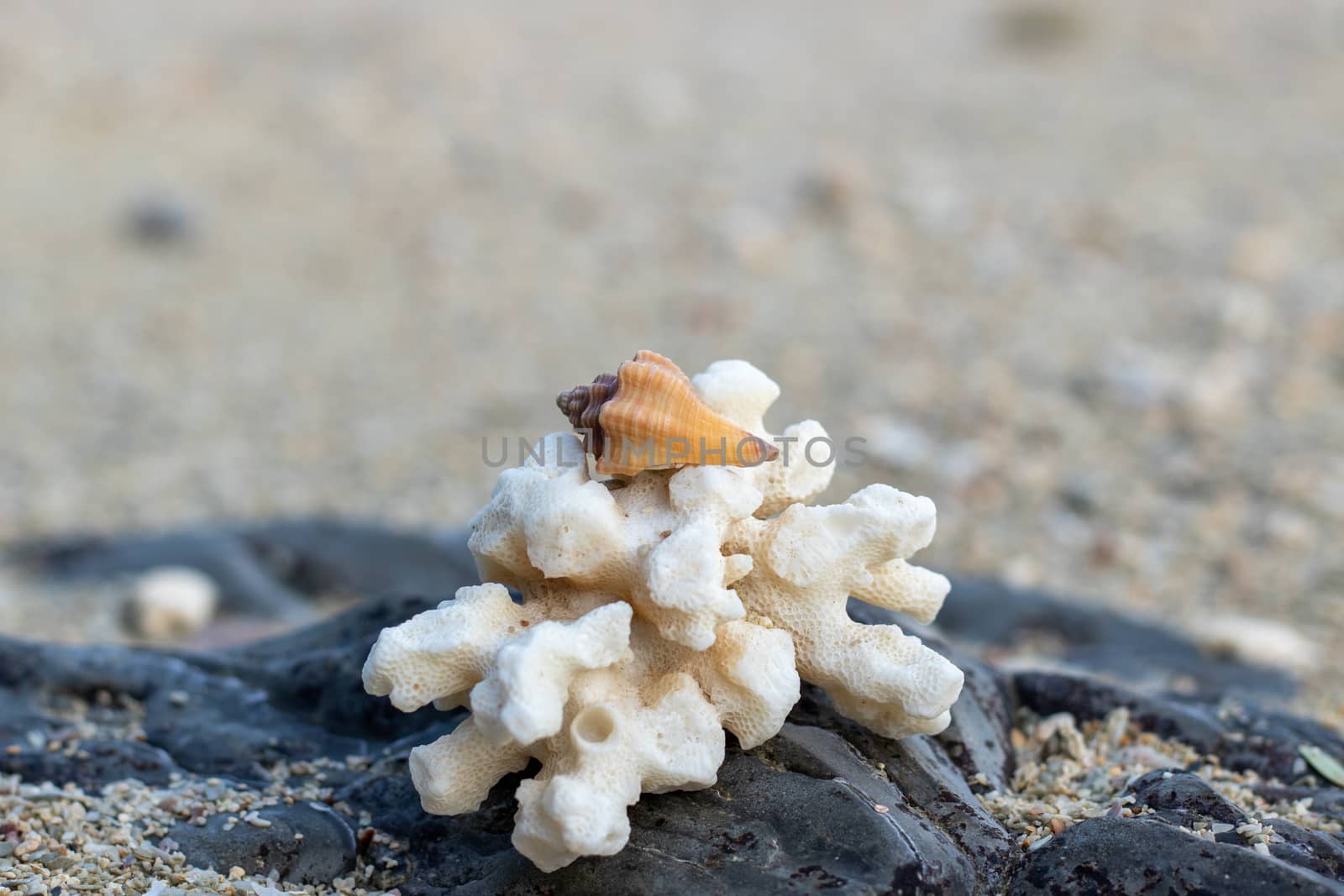 brawn sea shell on white coral at the beach by Khankeawsanan