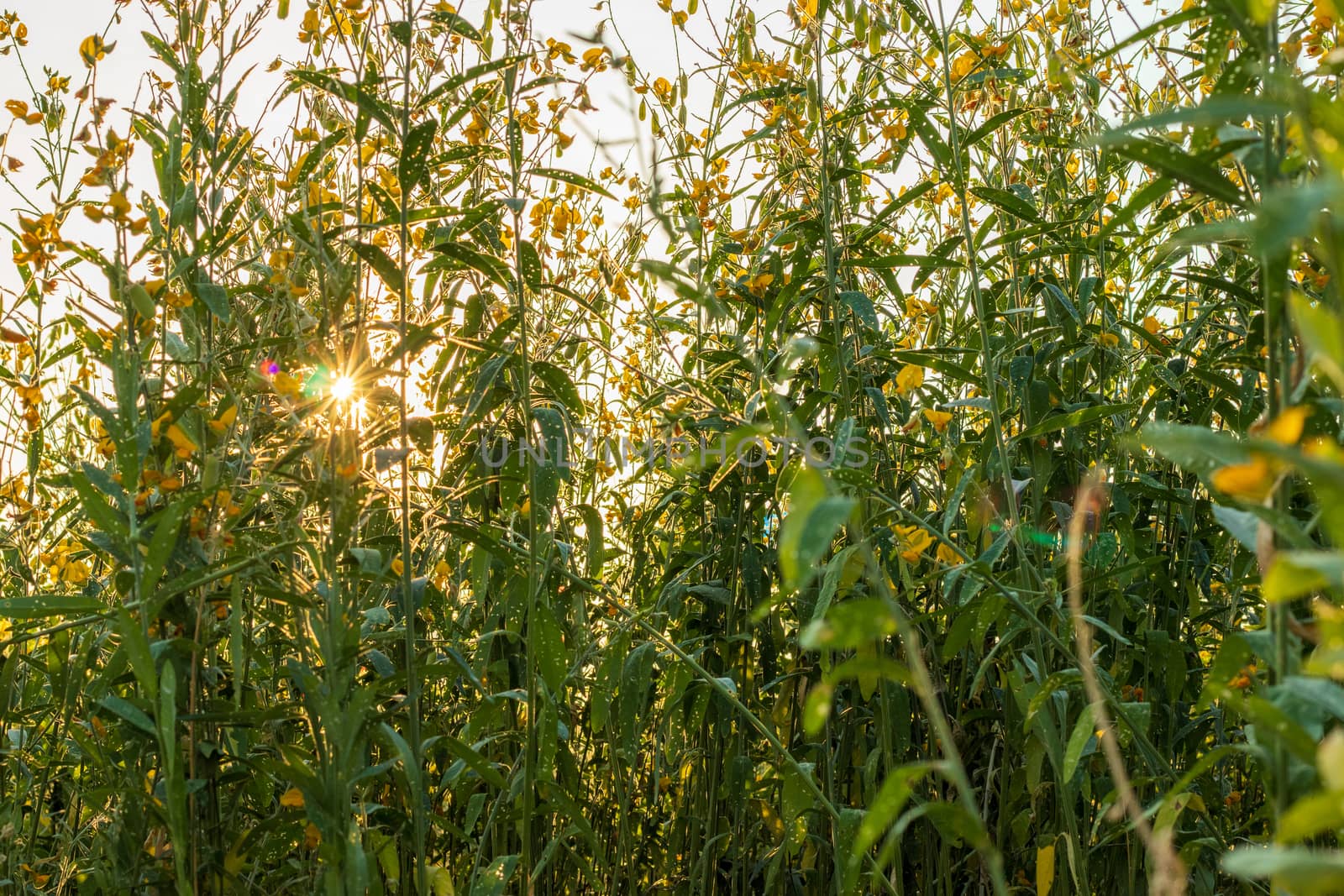 Sunn hemp Indian hemp Crotalaria juncea or Pummelo field is a beautiful yellow flower in fields.