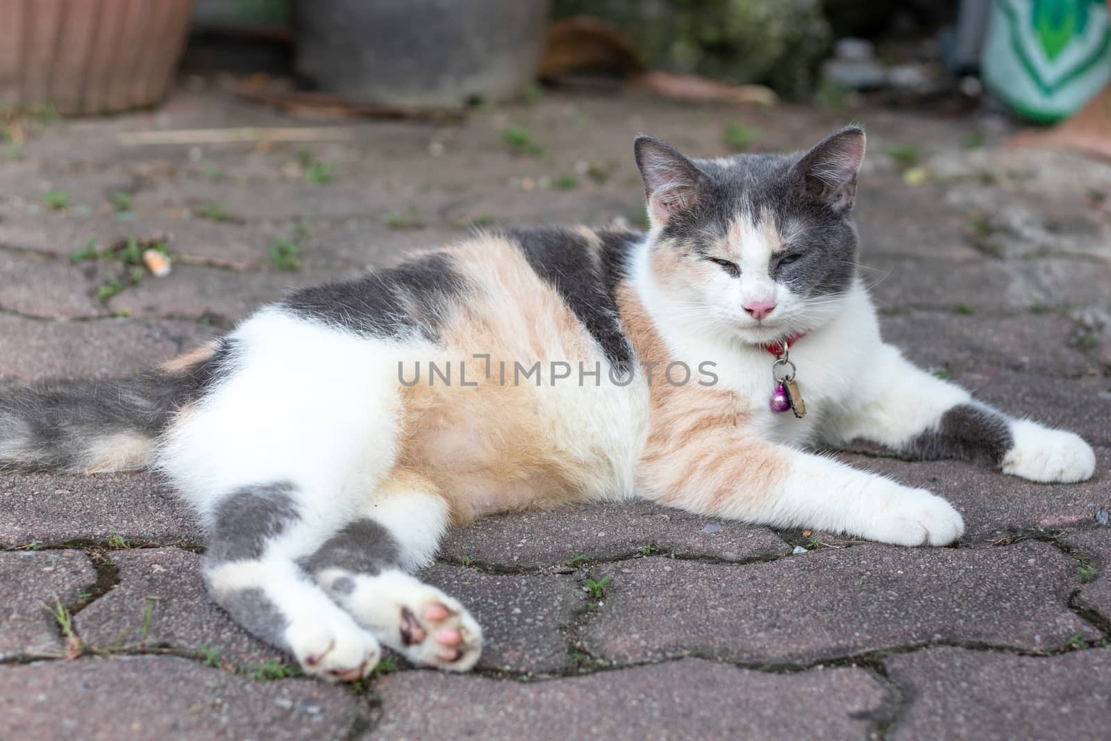 three colors cat resting on pavement in the daytime