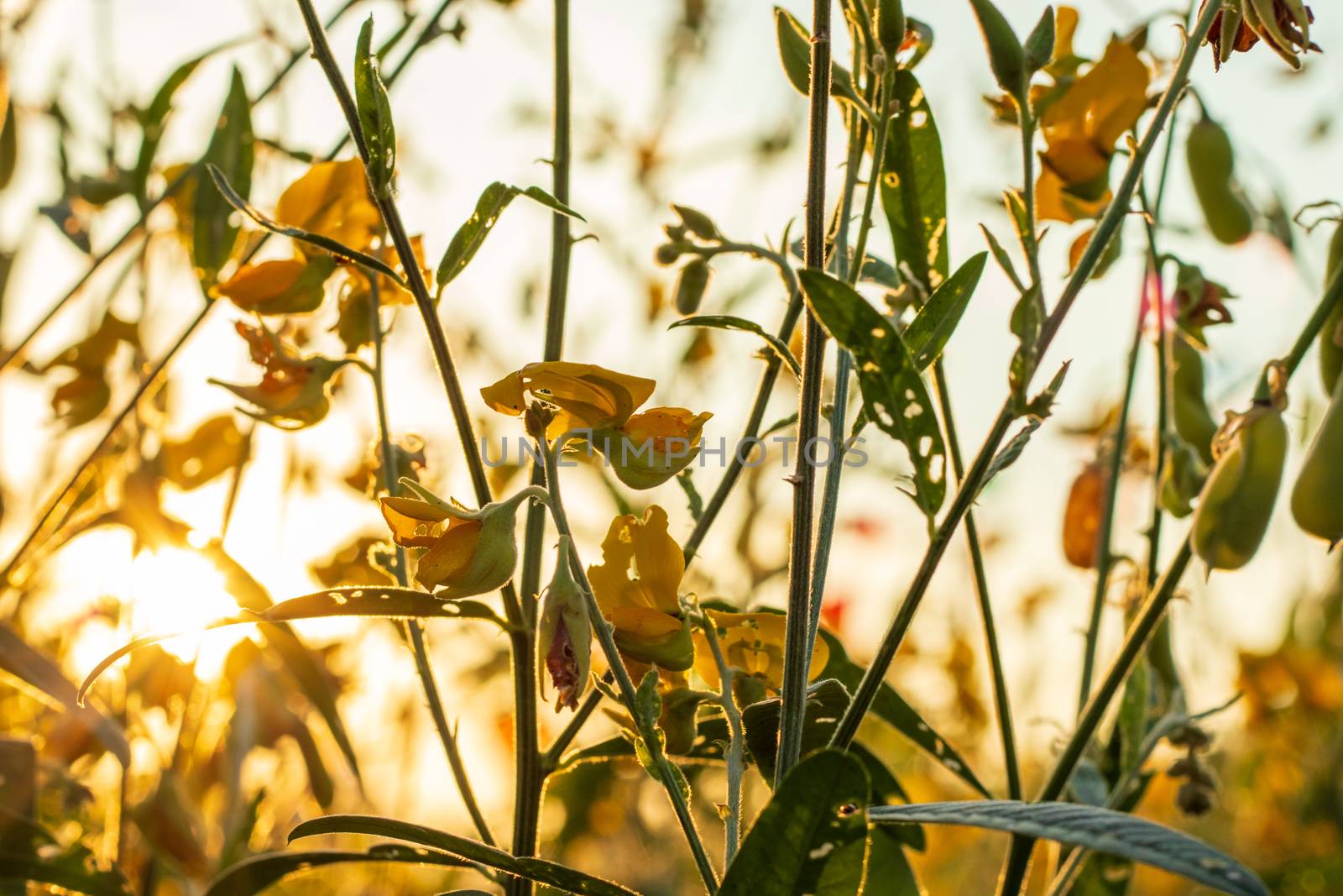 Sunn hemp Indian hemp Crotalaria juncea or Pummelo field is a be by Khankeawsanan