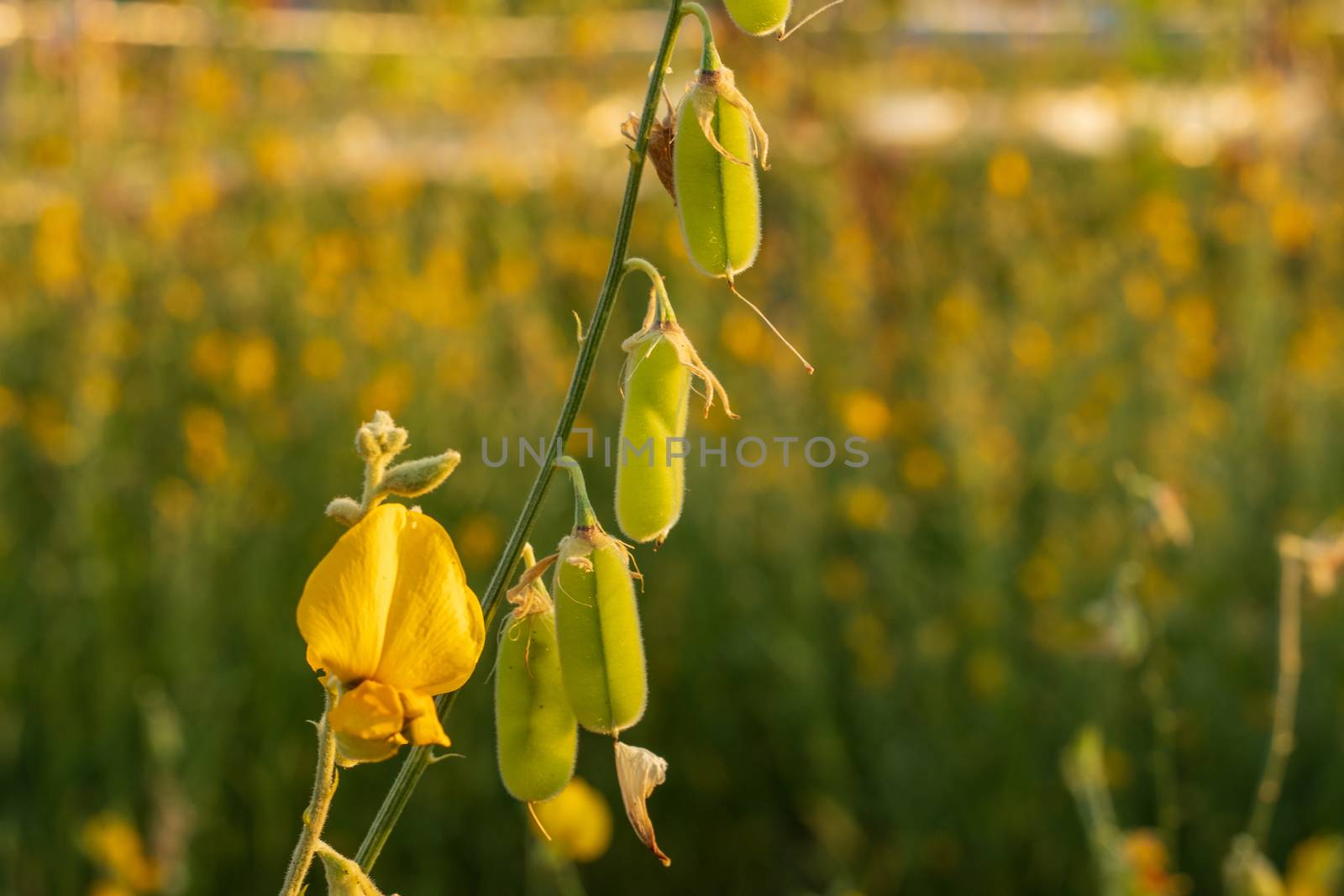 Sunn hemp Indian hemp Crotalaria juncea or Pummelo field is a beautiful yellow flower in fields.