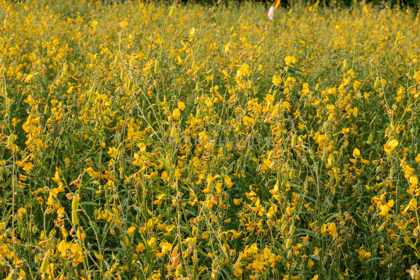 field of yellow sunhemp (crotalaria juncea Indian hemp) by Khankeawsanan