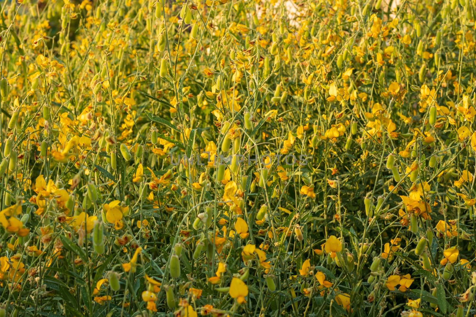 Sunn hemp Indian hemp Crotalaria juncea or Pummelo field is a beautiful yellow flower in fields.