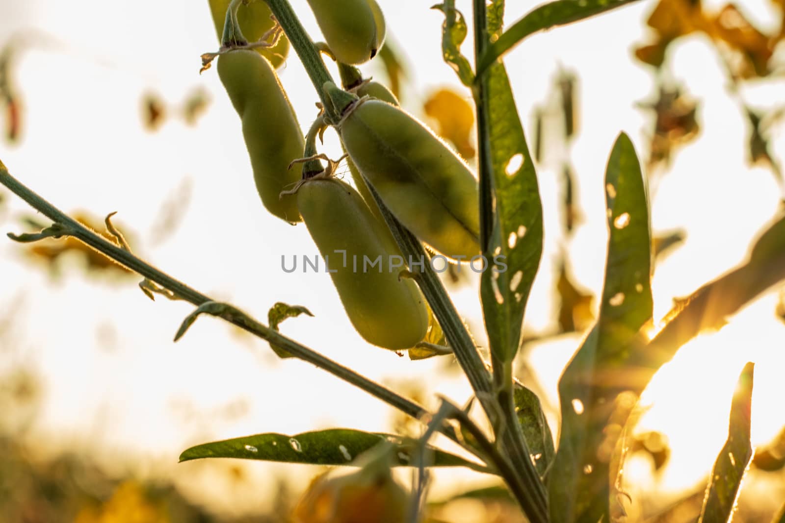 Sunn hemp Indian hemp Crotalaria juncea or Pummelo field is a be by Khankeawsanan