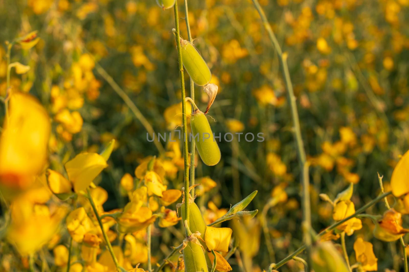 Seed Pods of Sunn hemp, Indian hemp, Madras hemp, Chanvre indien (Crotalaria Juncea)