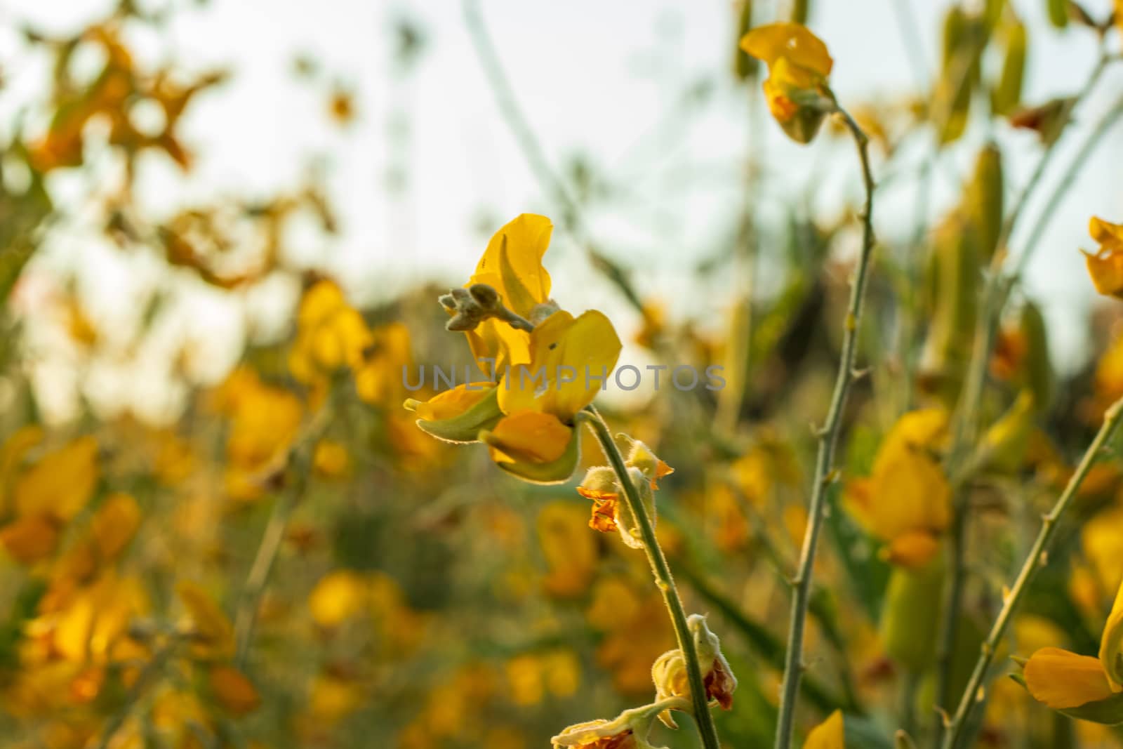 Sunn hemp Indian hemp Crotalaria juncea or Pummelo field is a beautiful yellow flower in fields.