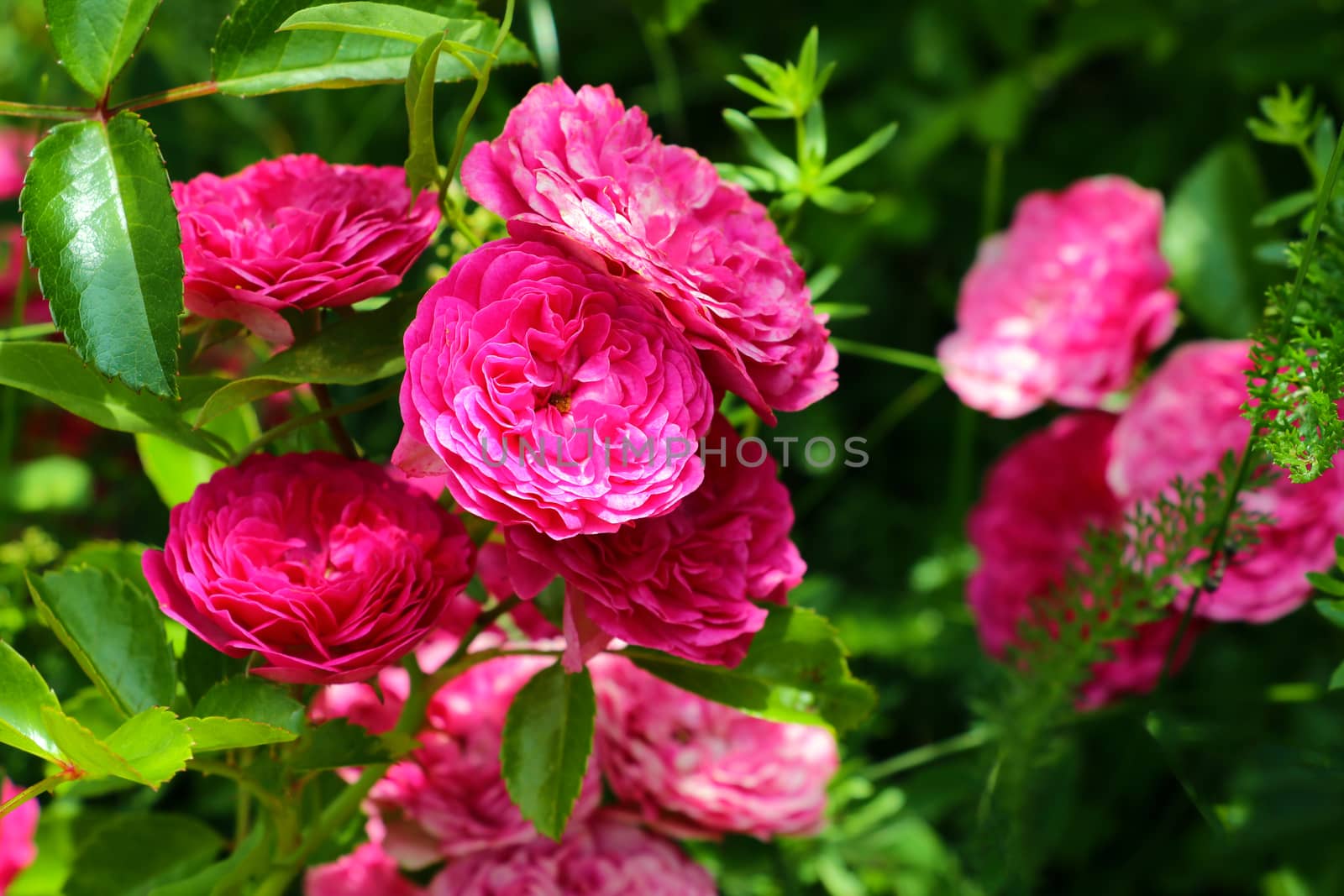 Red Roses on a bush in a garden. Nature. Spring. Valentine's Day, mothers Day