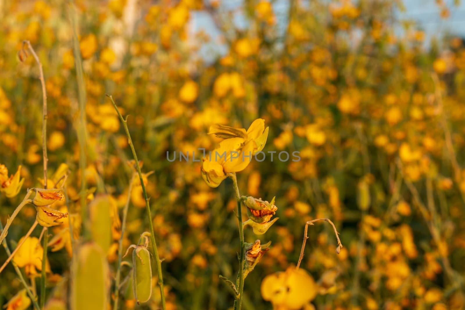 field of yellow sunhemp (crotalaria juncea, Indian hemp) by Khankeawsanan