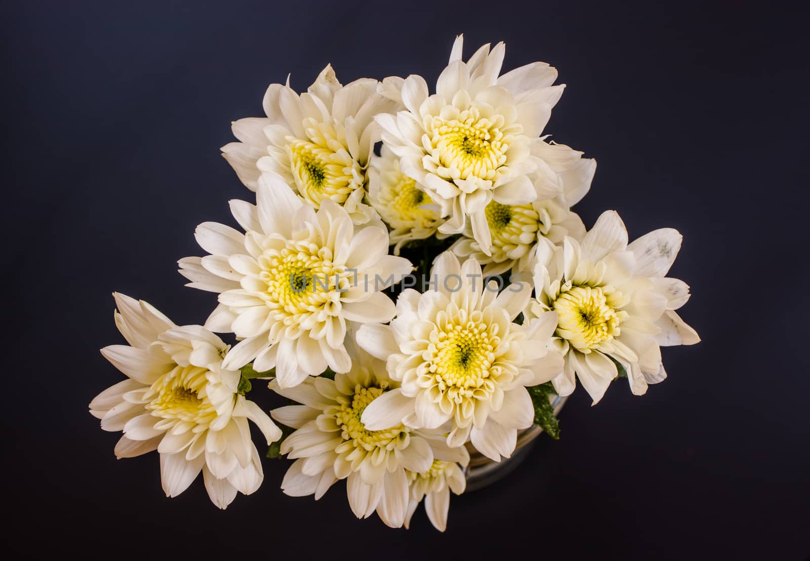 bouquet of white chrysanthemum  on black background by Khankeawsanan