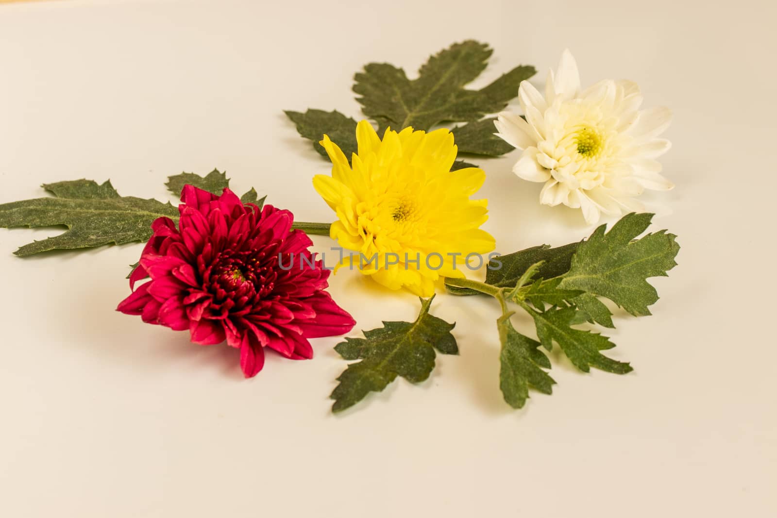 bouquet of yellow ,white and red chrysanthemum on white backgrou by Khankeawsanan
