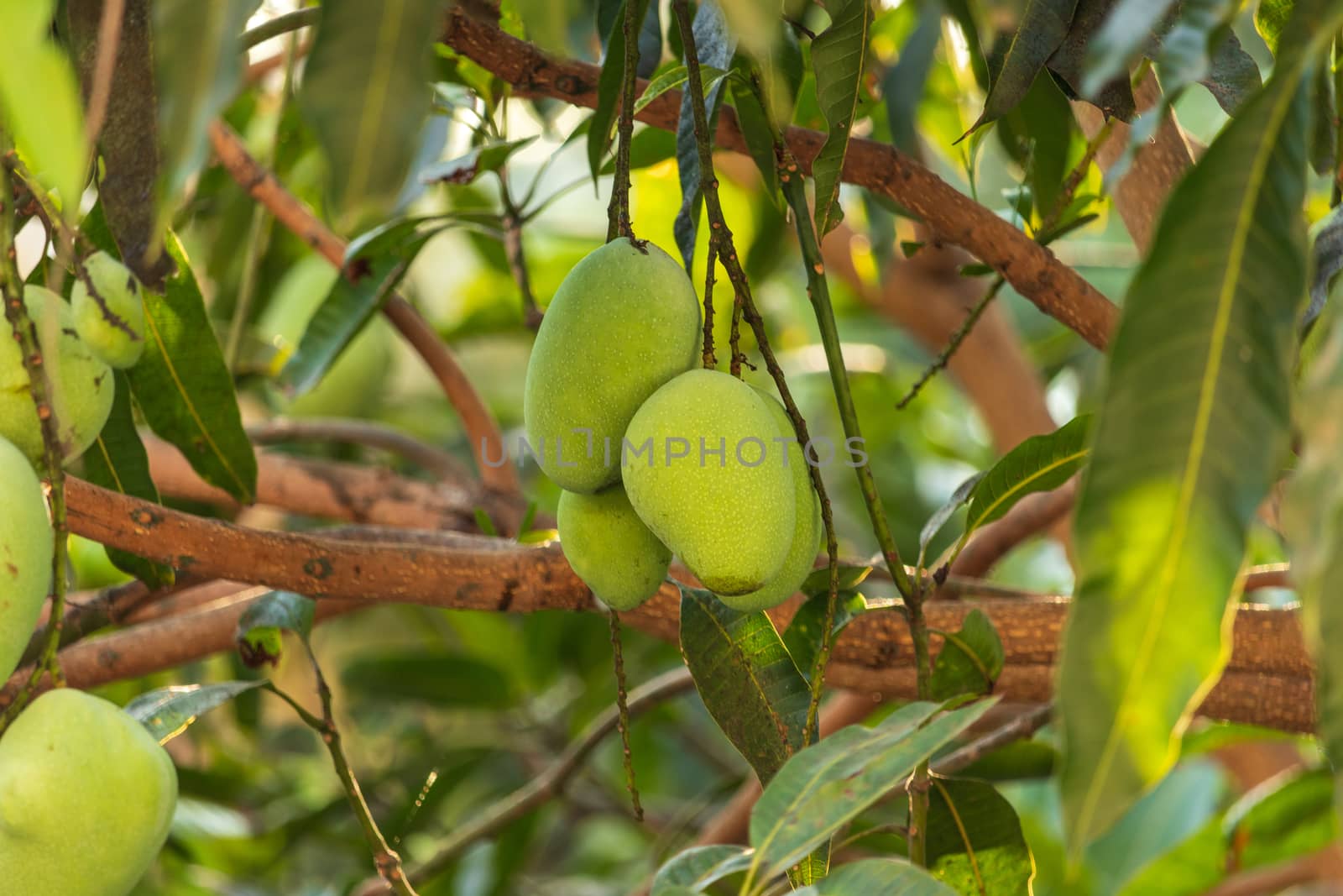 green mango on the tree by Khankeawsanan