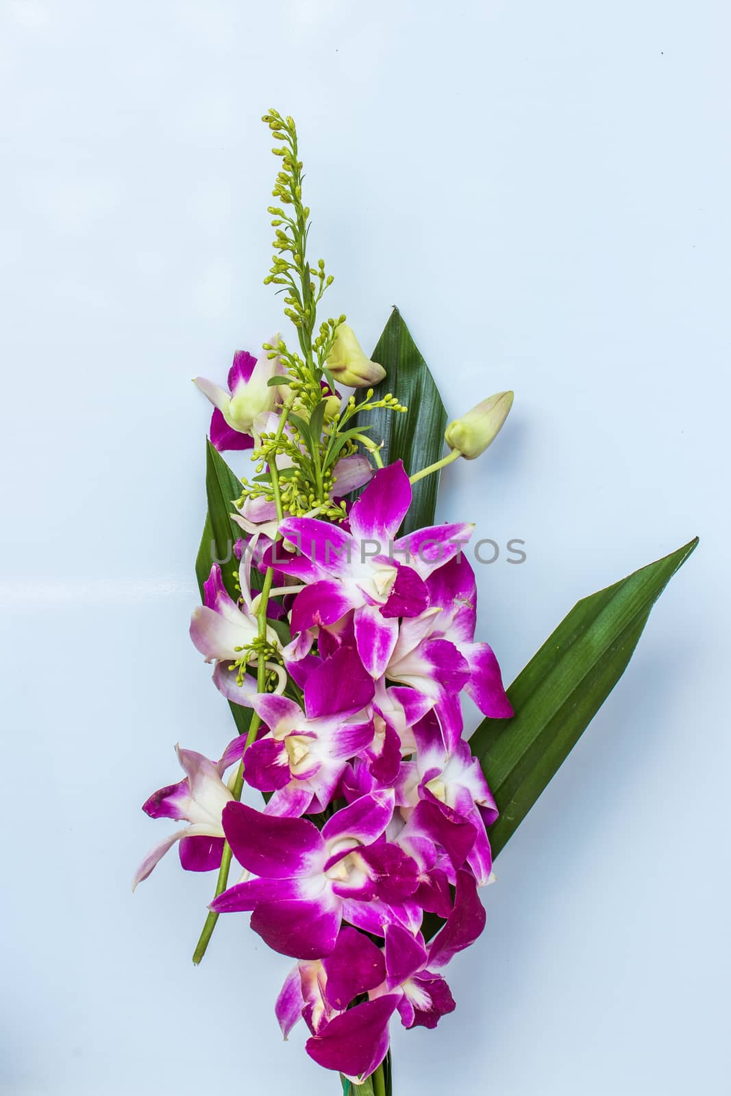 bouquet of purple orchids on white background by Khankeawsanan