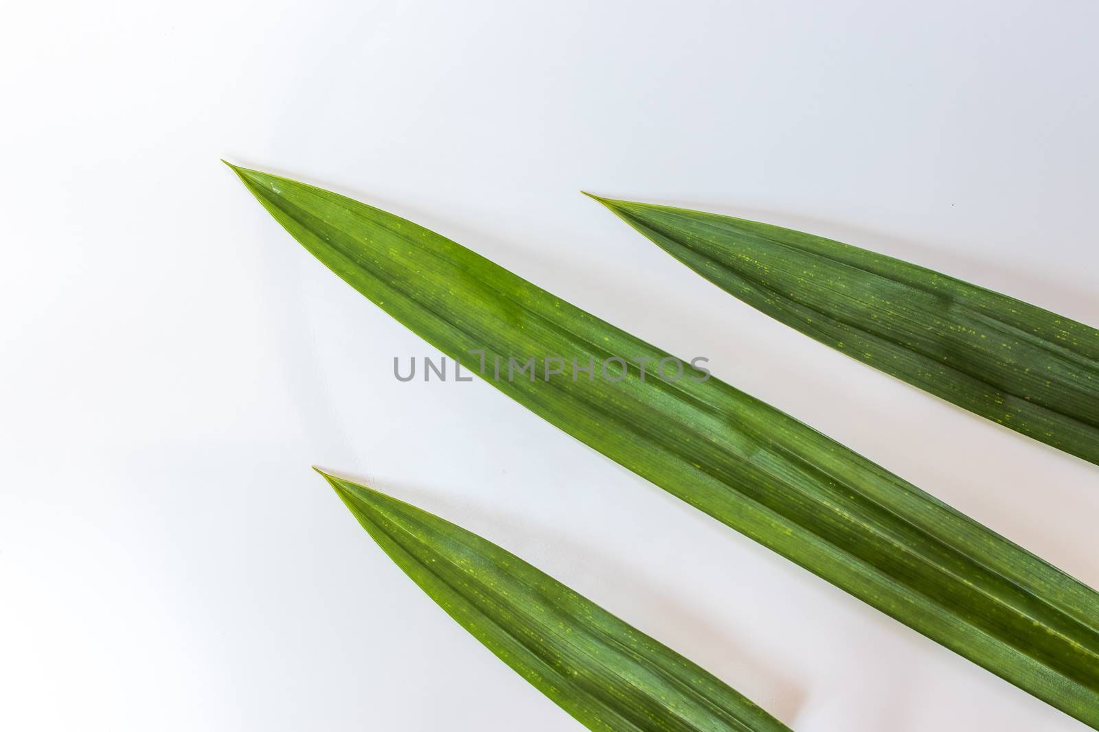 Fresh green Pandan leaves on white background by Khankeawsanan