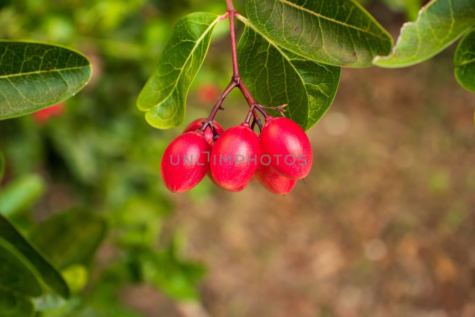 karonda fruit with green leaves on a branch