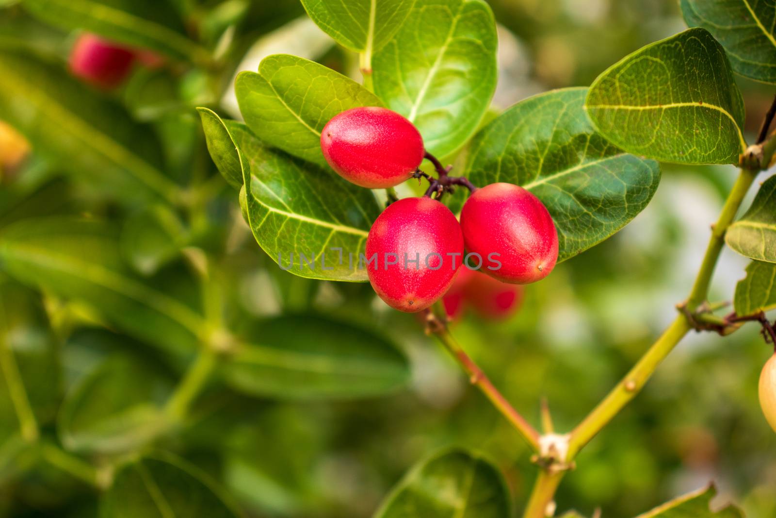 karonda fruit with green leaves on a branch by Khankeawsanan