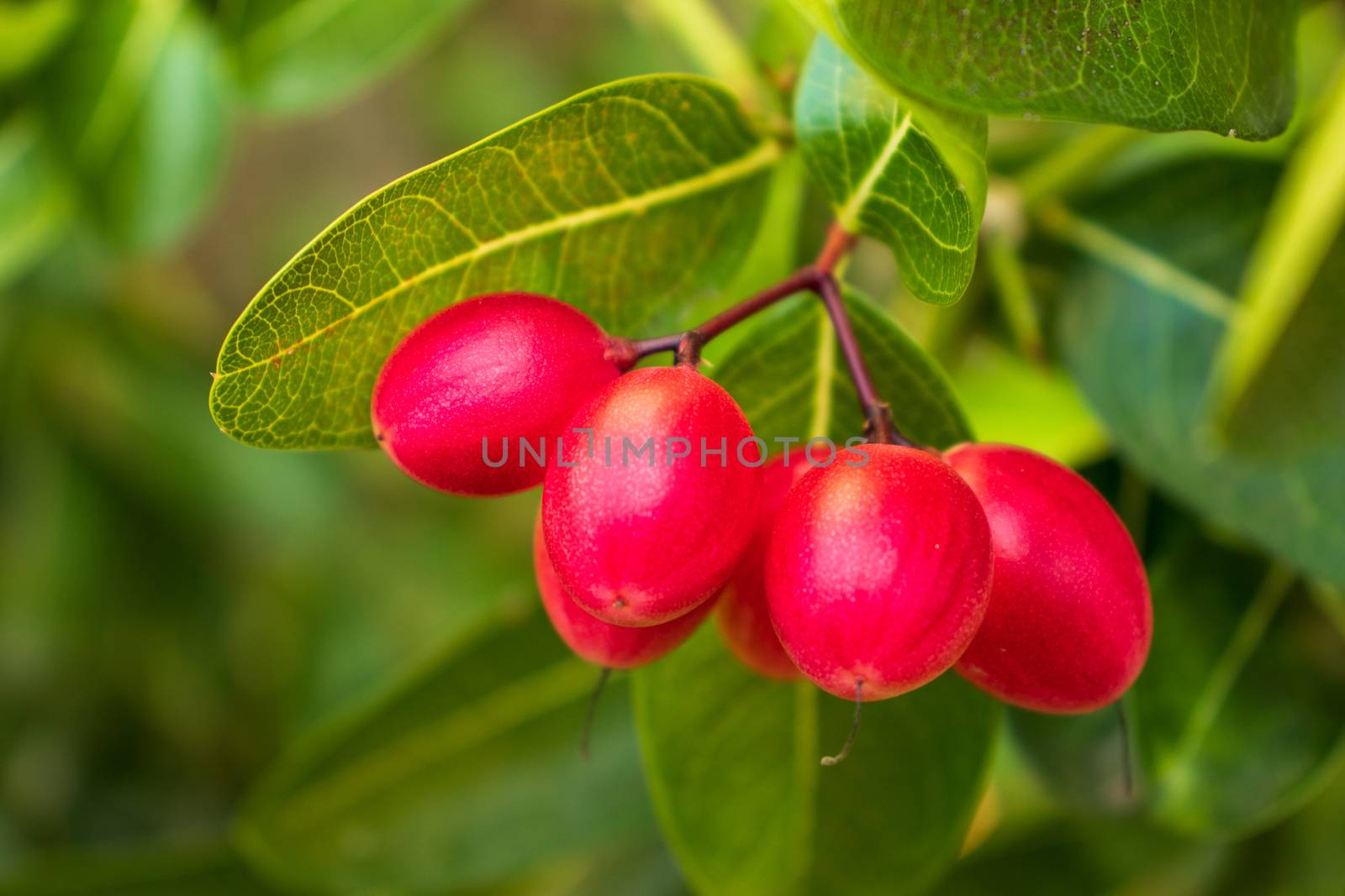 karonda fruit with green leaves on a branch