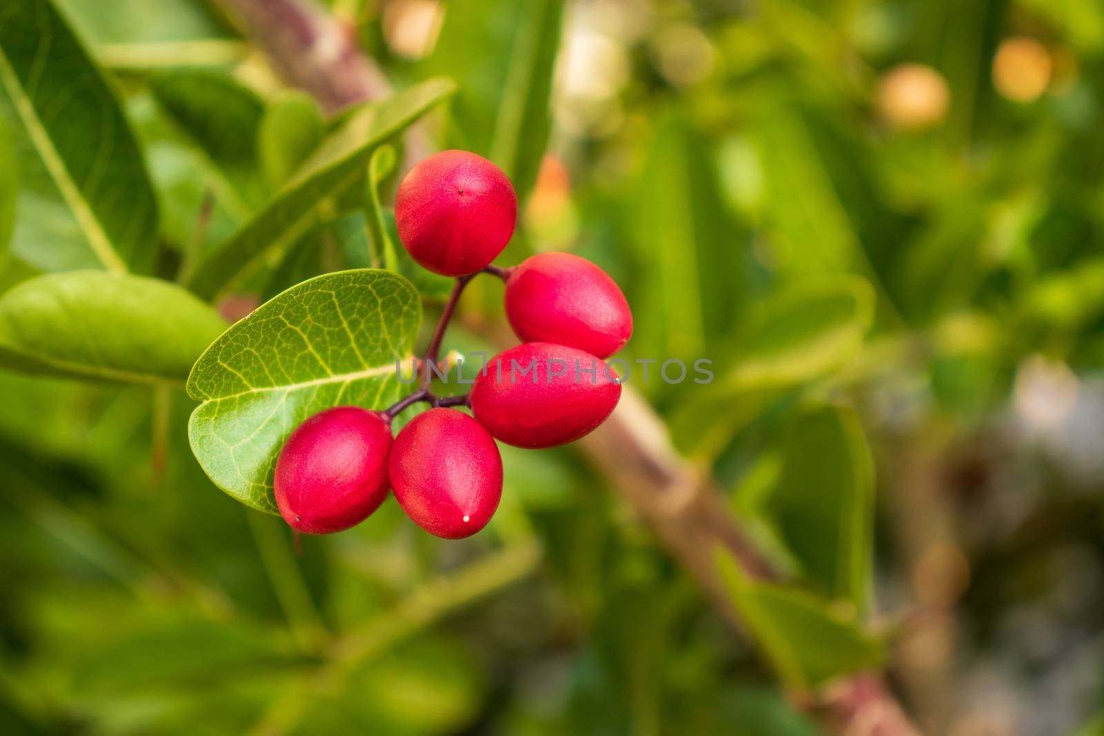 karonda fruit with green leaves on a branch by Khankeawsanan