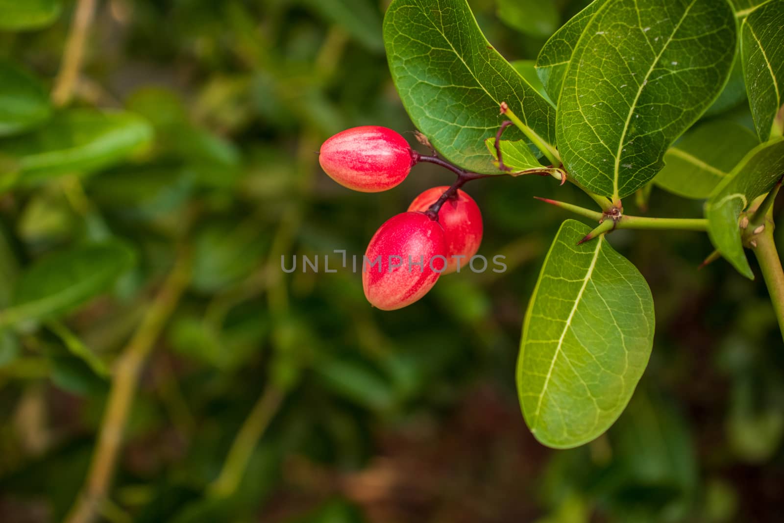 karonda fruit with green leaves on a branch