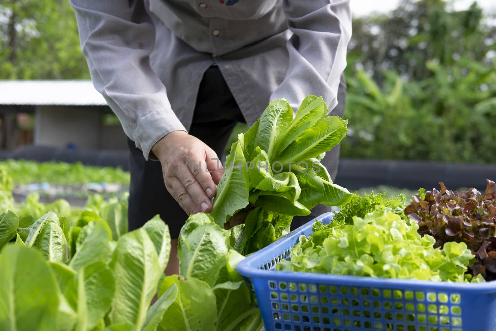 Agriculturist cutting fresh organic green vegetable plant on gar by ijeab