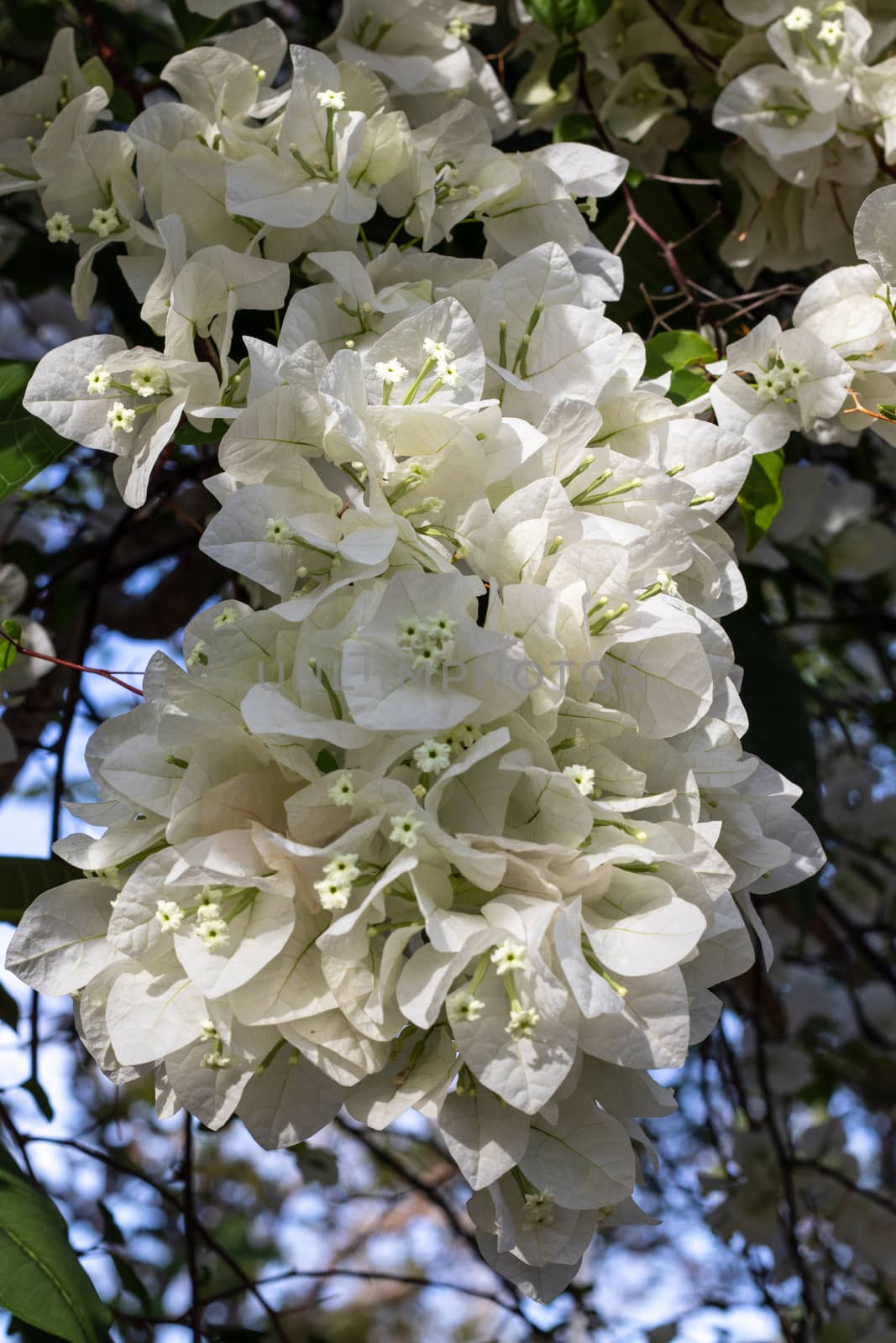White  Bougainvillea flower blooming in sunlight by Khankeawsanan