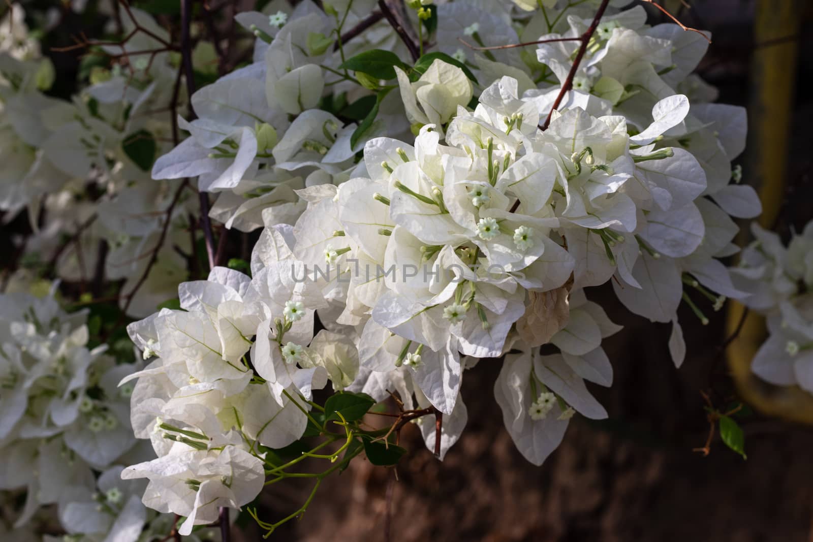 White  Bougainvillea flower blooming in sunlight