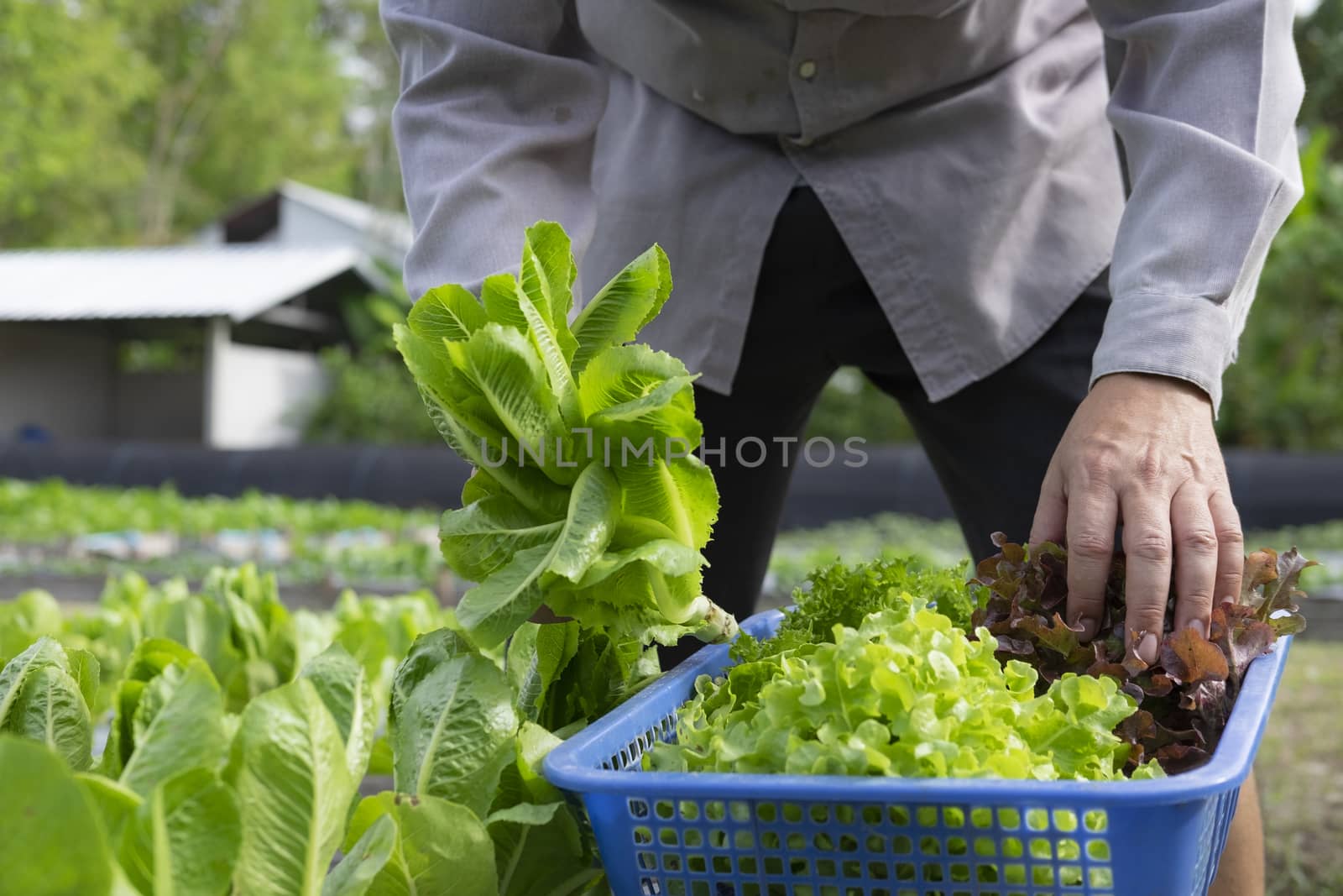 Agriculturist cutting fresh organic green vegetable plant on gar by ijeab